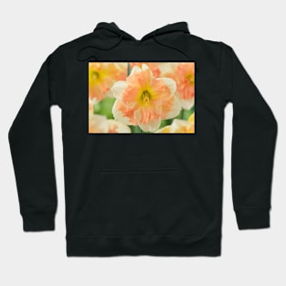 Narcissus  &#39;Vanilla Peach&#39;  Daffodil  Division 11a Split-corona Hoodie